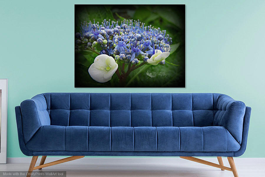 Example of low key Hydrangea Photograph by Denise Winship