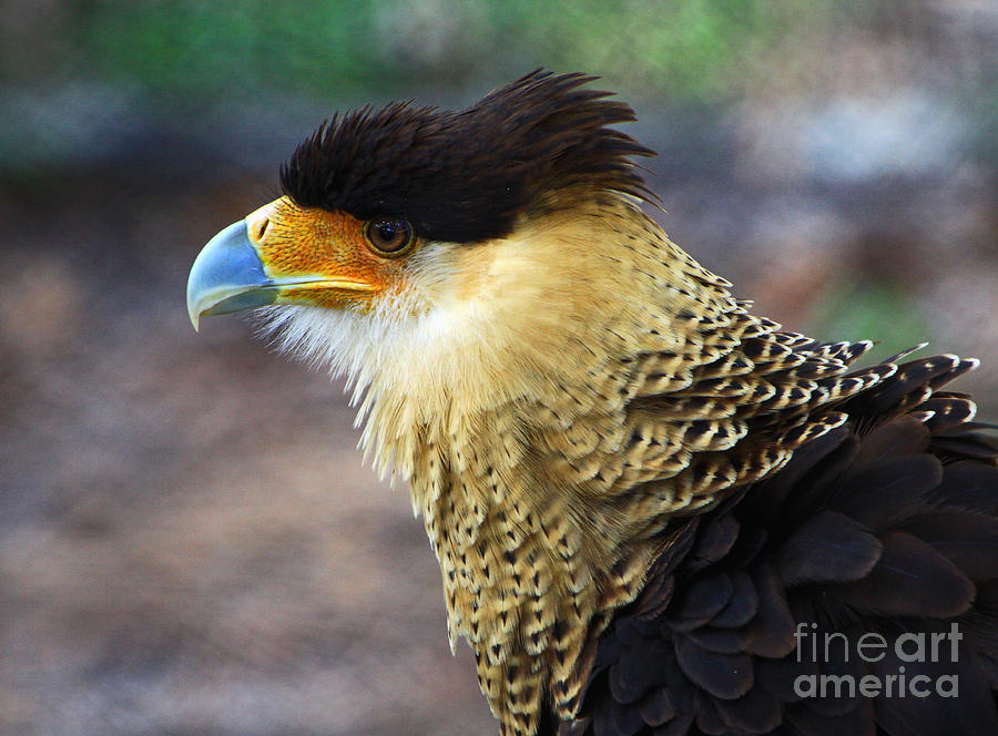 Excited Caracara Photograph by Larry Nieland