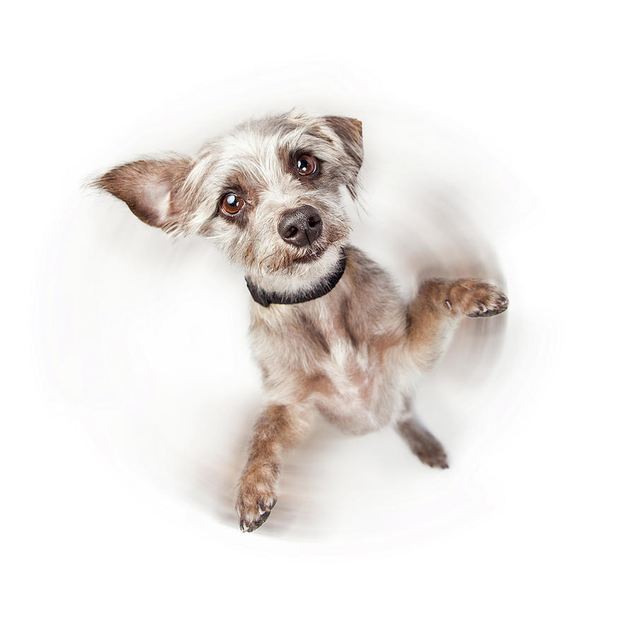 Excited Dog Spinning With Motion Blur Photograph