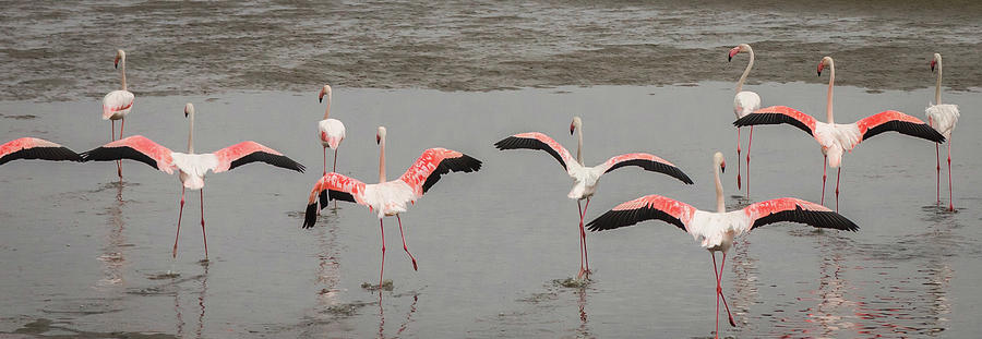 Excited Flamingos Photograph by Rich Isaacman