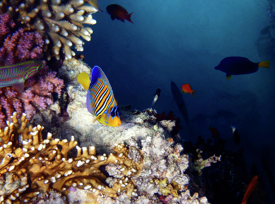 Sea Photograph - Exciting Red Sea World by Johanna Hurmerinta Sea Photograph - Exciting Red Sea World by Johanna Hurmerinta