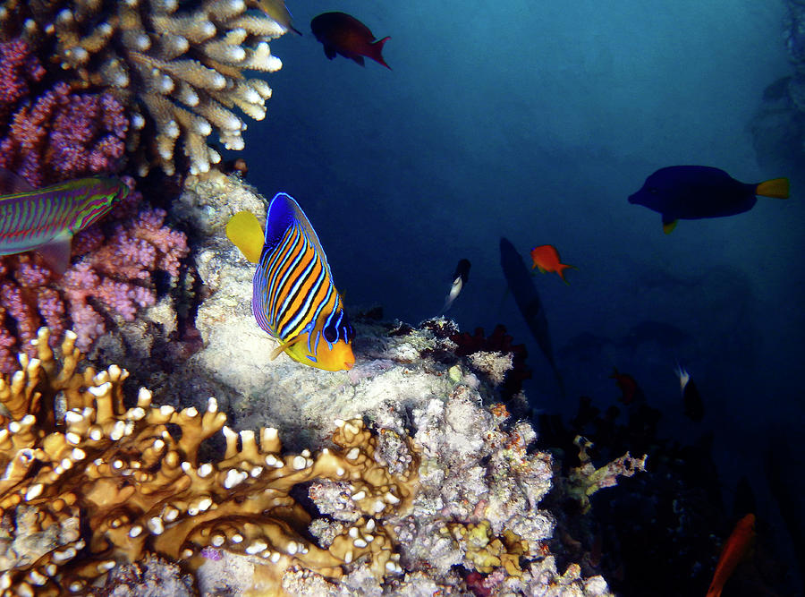 Exciting Red Sea World Photograph by Johanna Hurmerinta