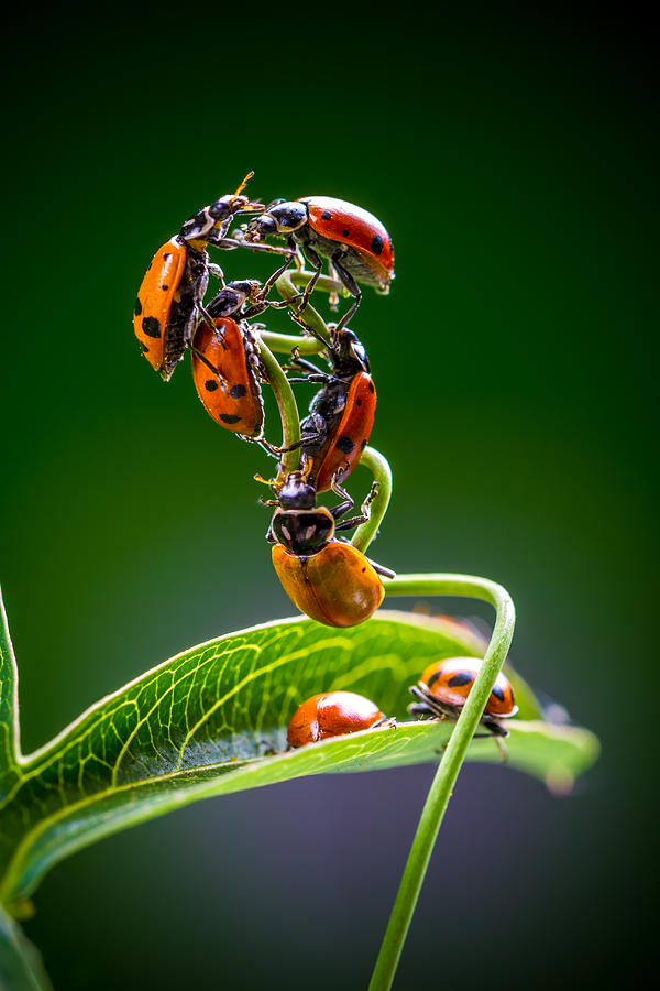 Ladybug Photograph - Exclamation Period by TC Morgan