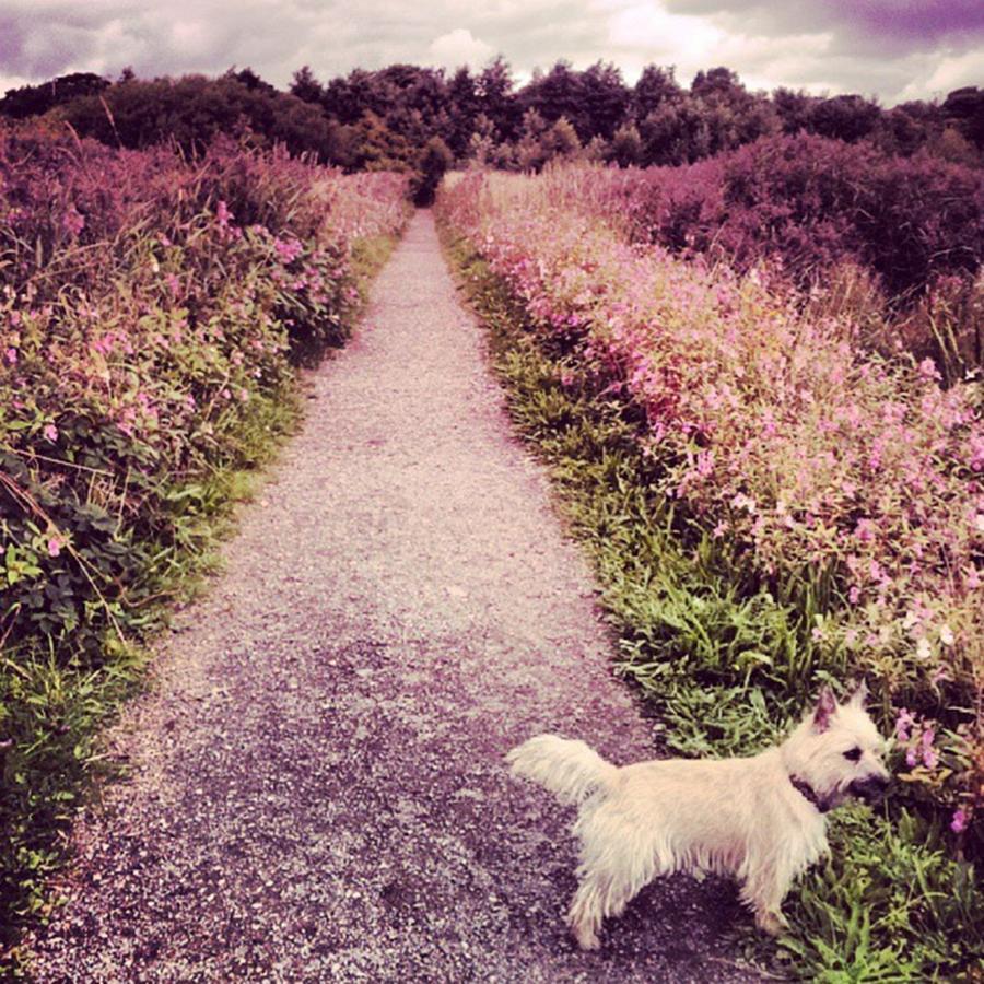 Dog Photograph - Exercise Before The Rains Arrive by Jennie Davies