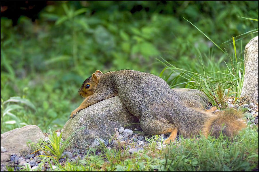 Animal Photograph - Exhausted Hot Squirrel  by LeeAnn McLaneGoetz McLaneGoetzStudioLLCcom