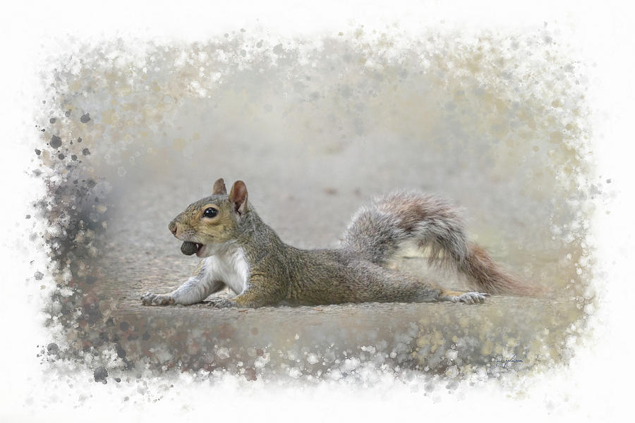 Jai Johnson Photograph - Exhausted Squirrel by Jai Johnson Jai Johnson Photograph - Exhausted Squirrel by Jai Johnson