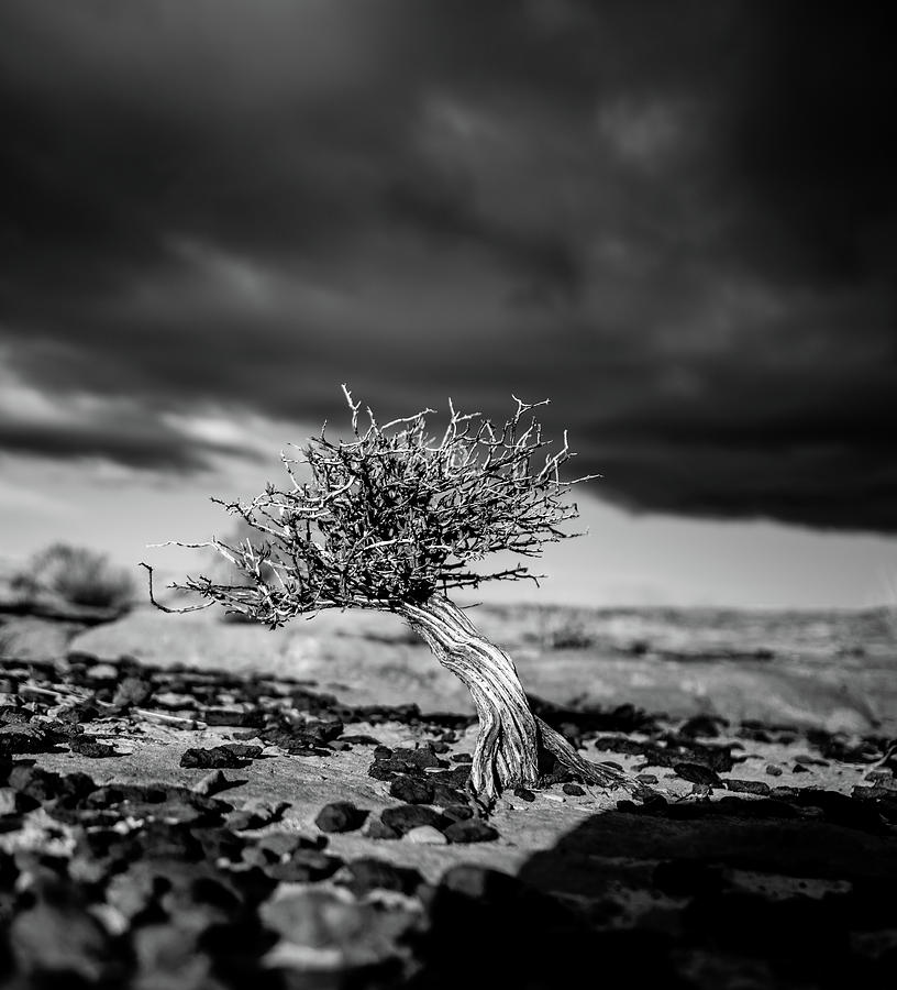 Tree Photograph - Existence by Steve Dudrow