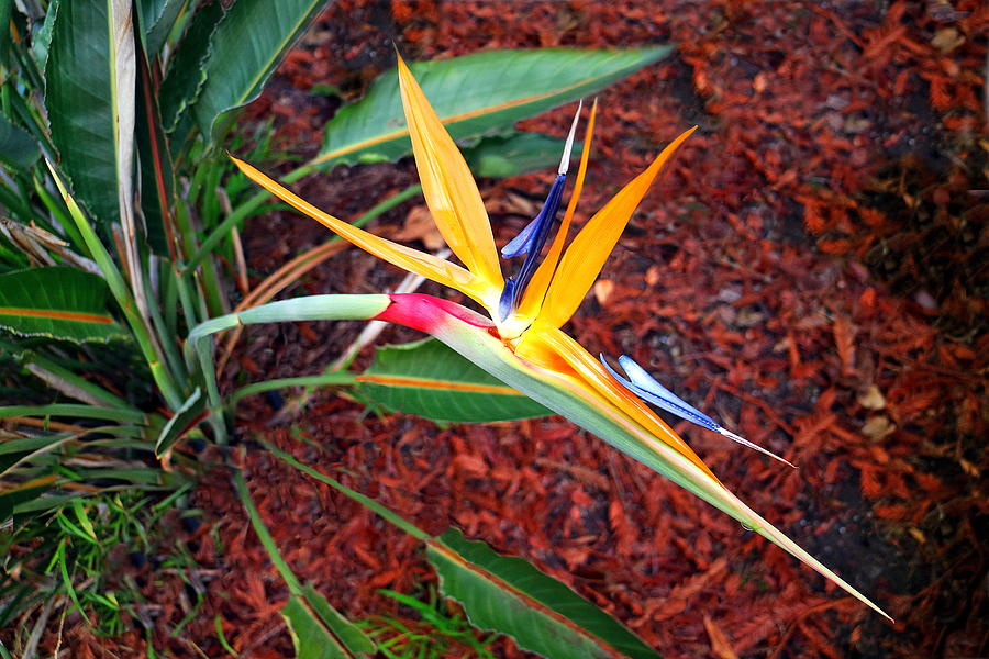 Exotic Bird Of Paradise Photograph by Joyce Dickens