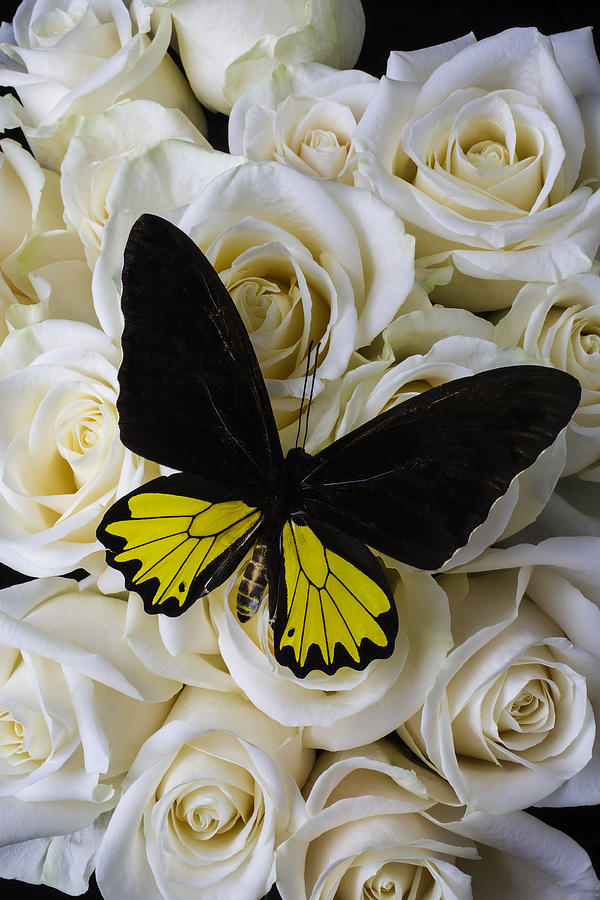 Rose Photograph - Exotic Black And Yellow Butterfly by Garry Gay