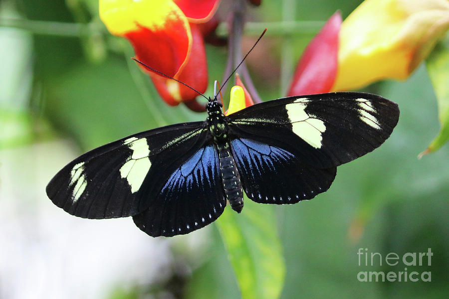 Exotic butterfly Photograph by Julia Gavin