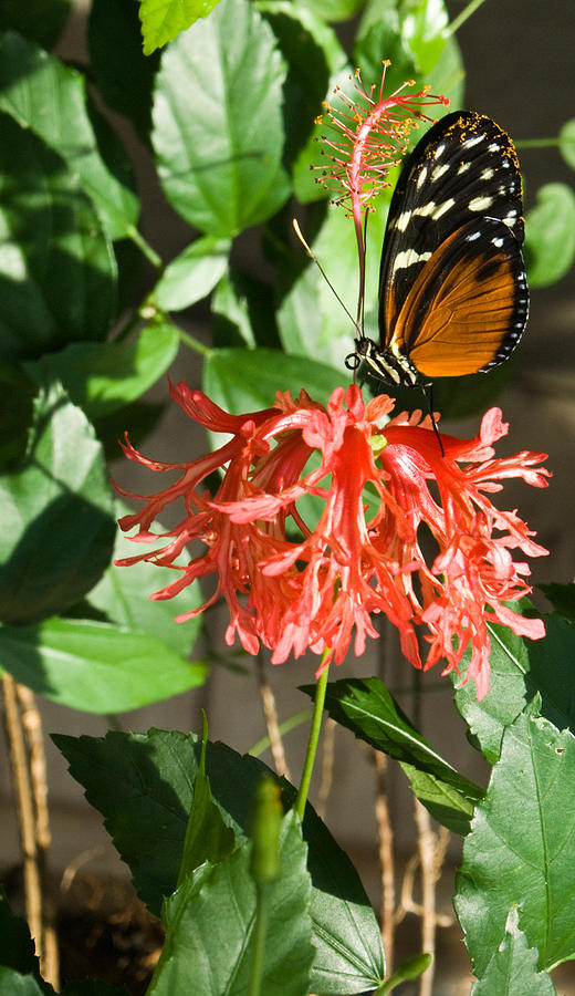 Butterfly Photograph - Exotic Butterfly on Flower by Douglas Barnett