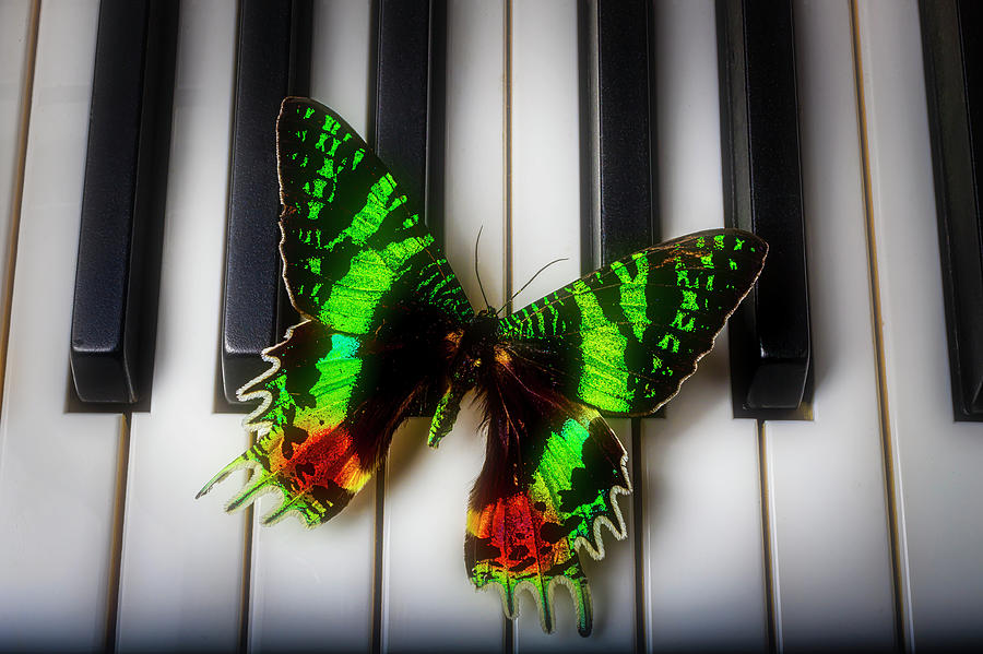 Exotic Butterfly On Piano Keys Photograph by Garry Gay