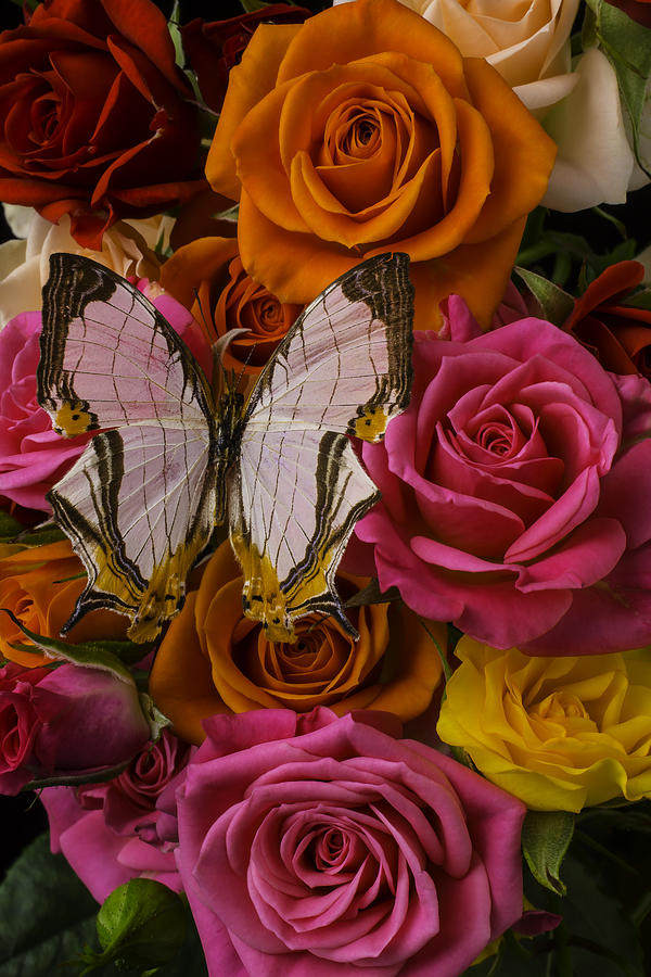 Exotic Butterfly On Roses Photograph by Garry Gay