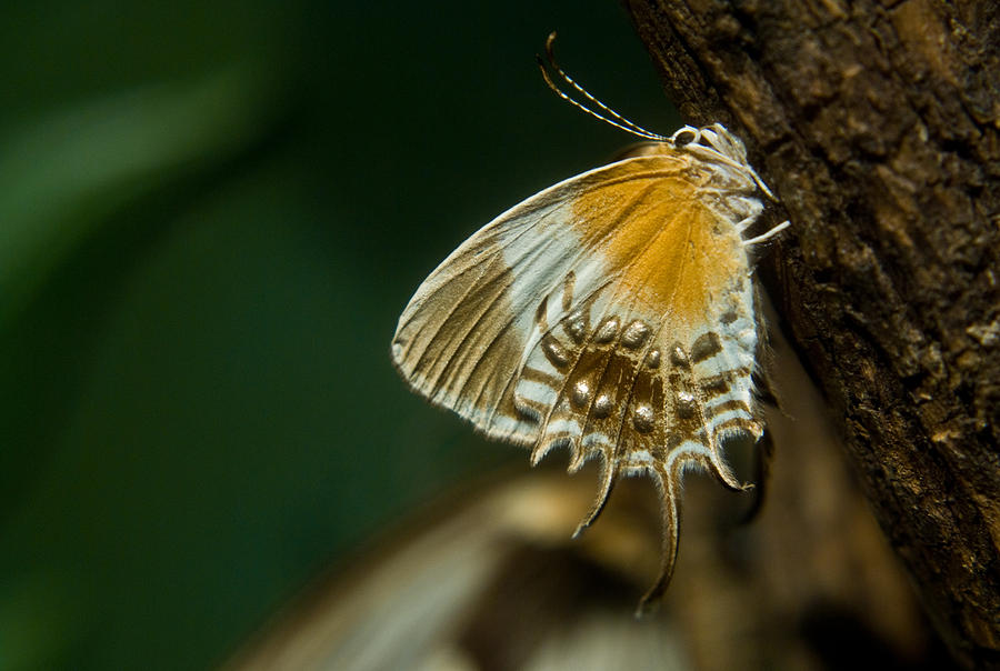 Exotic butterfly on tree bark Photograph by Douglas Barnett