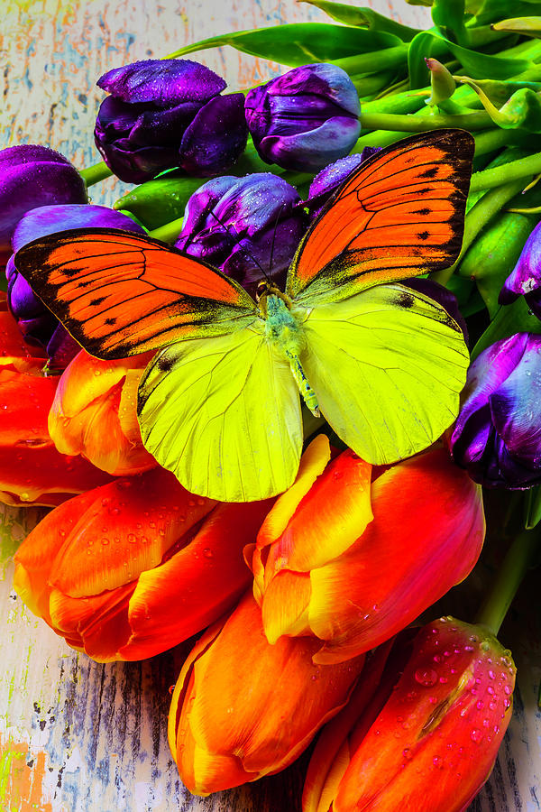 Exotic Butterfly On Tulips Photograph by Garry Gay