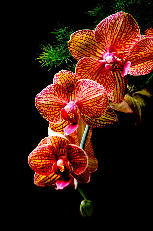 Flower Photograph - Exotic Cascade of Orchids by Julie Palencia