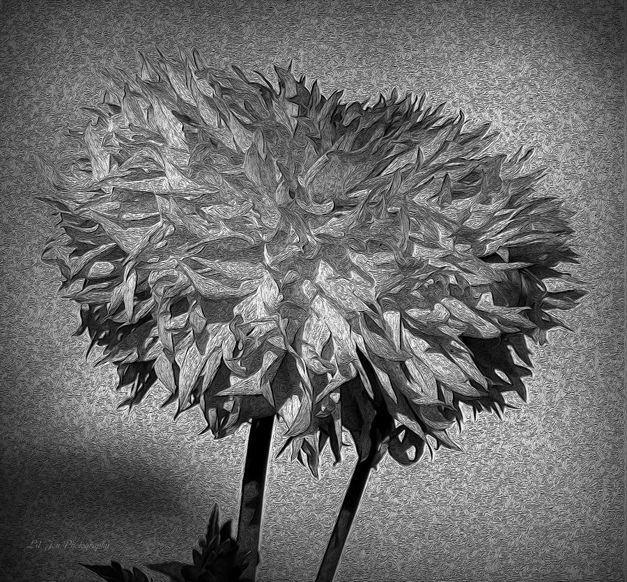 Exotic Dahlia In Black And White Photograph by Jeanette C Landstrom