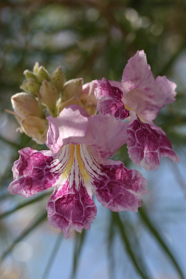 Exotic Desert Willow Photograph by Tammy Pool