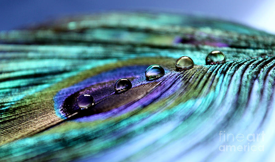Peacock Photograph - Exotic Drops Of Life by Krissy Katsimbras