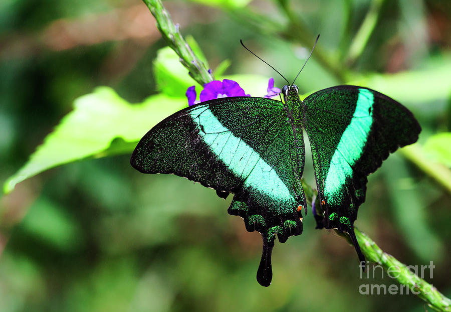  Exotic Emerald Swallowtail  Photograph by Ruth Jolly