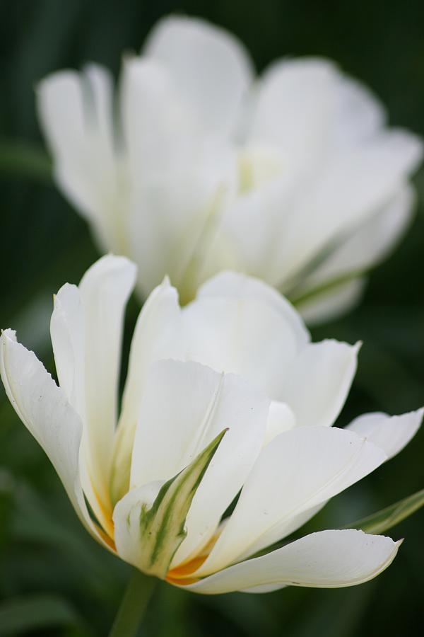 Exotic Emperor Tulips Photograph by Betsy LaMere - Pixels