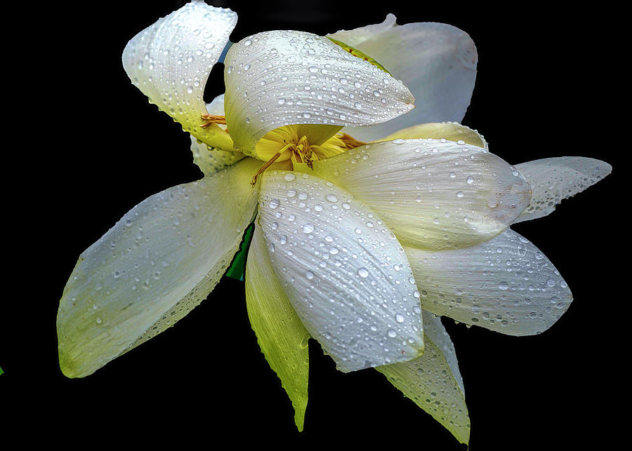 Exotic White Flower With Rain Photograph by Cordia Murphy
