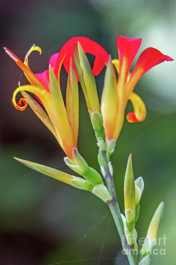 Exotic Flowers Photograph by Kate Brown