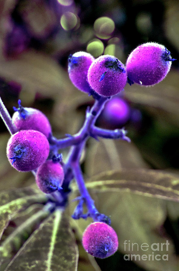 Exotic Purple Fruits Photograph by Silva Wischeropp