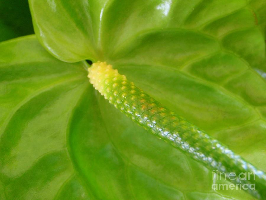 Exotic Green Anthurium Photograph by Mary Deal