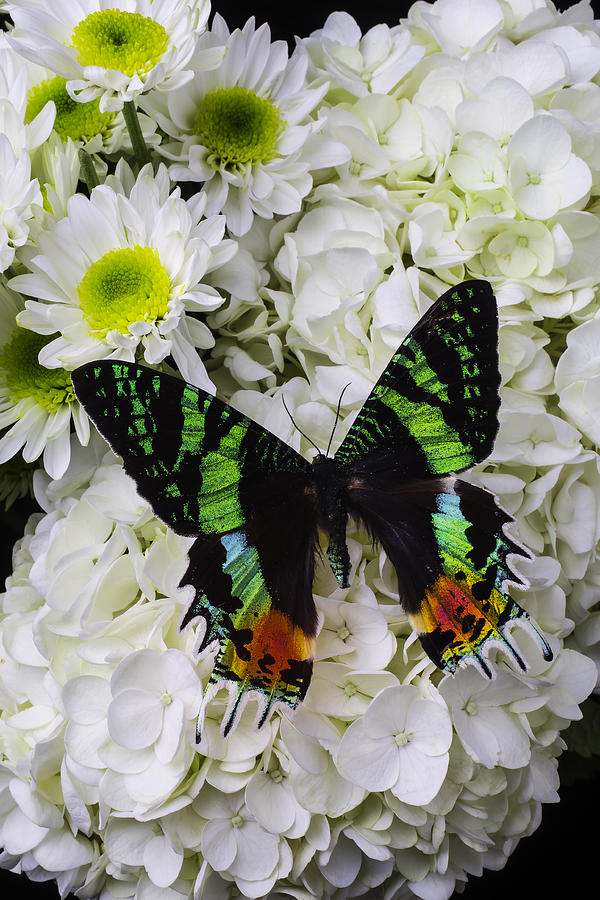 Still Life Photograph - Exotic Green Butterfly by Garry Gay
