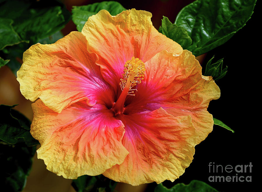 Exotic Hibiscus Flower by Kaye Menner Photograph by Kaye Menner