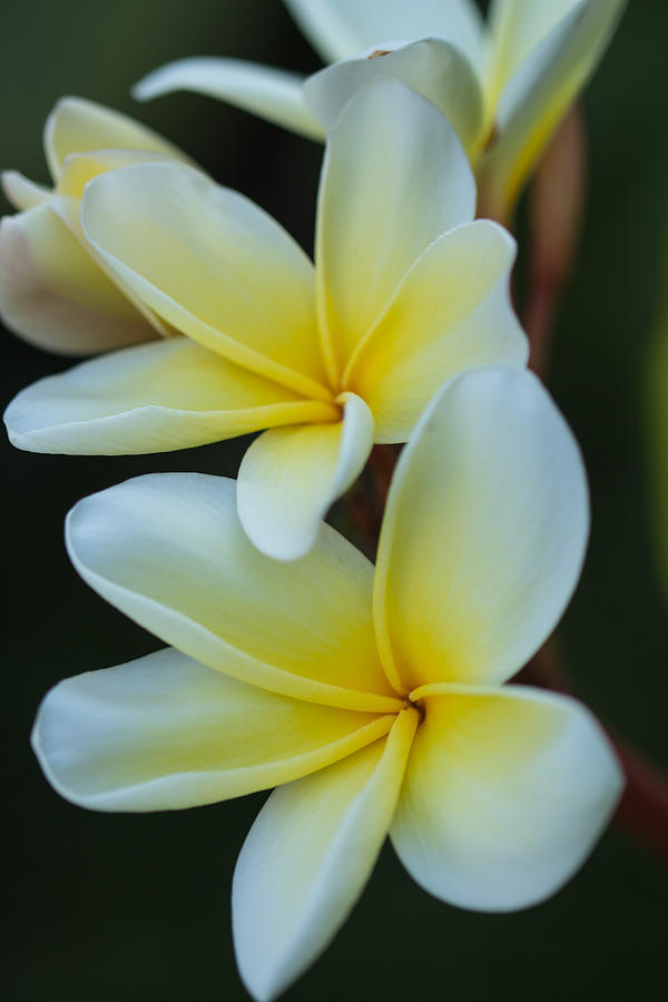Exotic by Julie Andel Exotic by Julie Andel