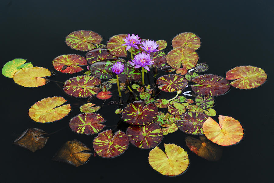 Flower Photograph - Exotic Lilies by Kurt Shaffer