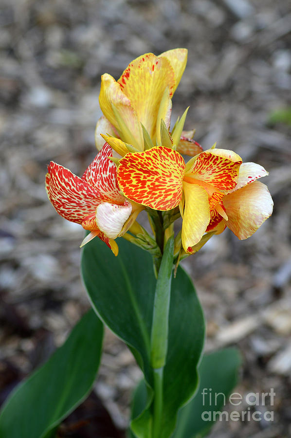 Exotic Lily Photograph by Belinda Stucki - Fine Art America