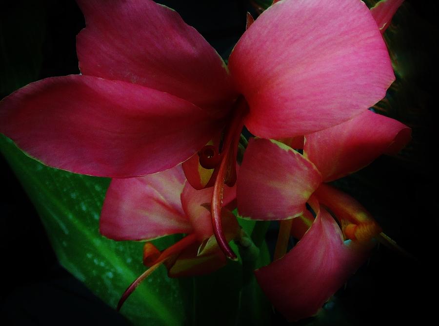 Exotic Lily On Black Photograph by Sharon Ackley