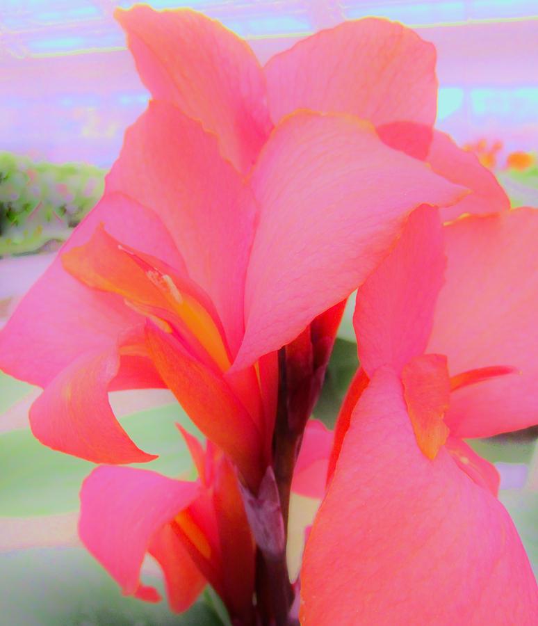 Exotic Lily Photograph by Sharon Ackley