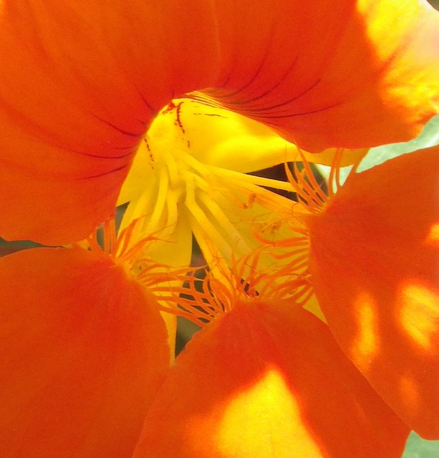 Exotic Orange Yellow Flower Photograph by Jan Moore