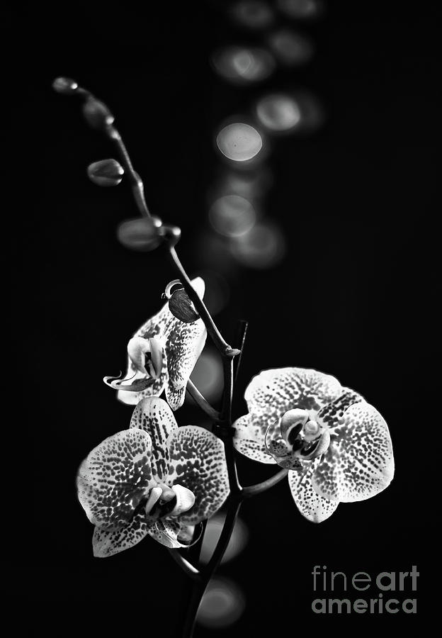 Exotic Orchid bw Photograph by Alex Art Ireland - Fine Art America