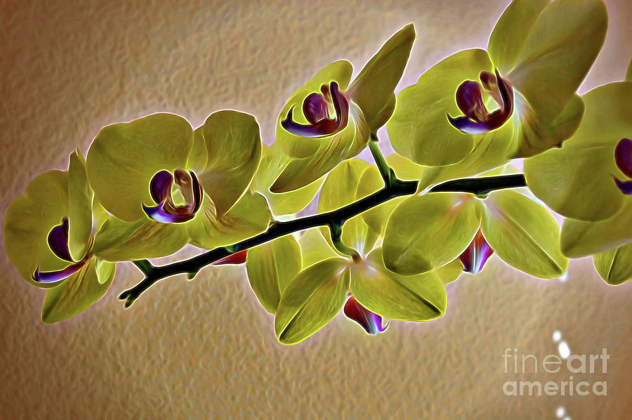 Exotic Orchid in Chartreuse  Photograph by Diana Mary Sharpton