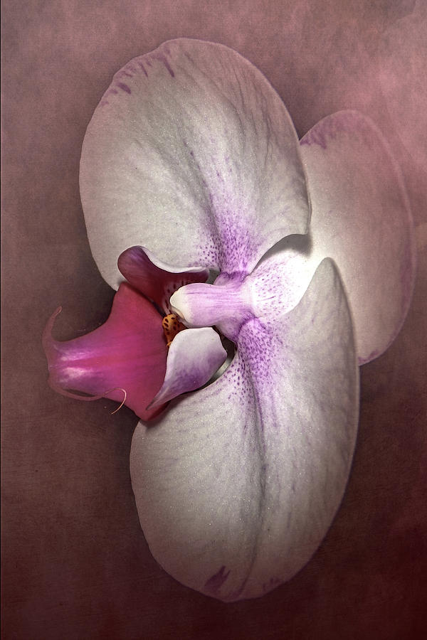 Exotic Orchid Photograph by Judy Hall-Folde