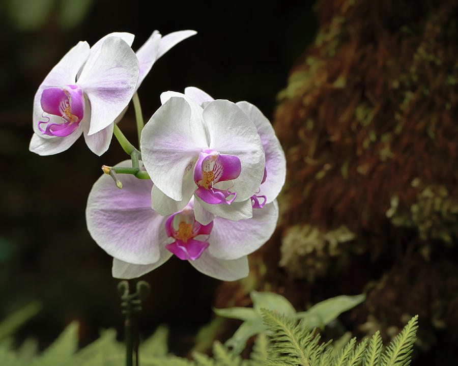 Exotic Orchid Photograph by Susan Rissi Tregoning