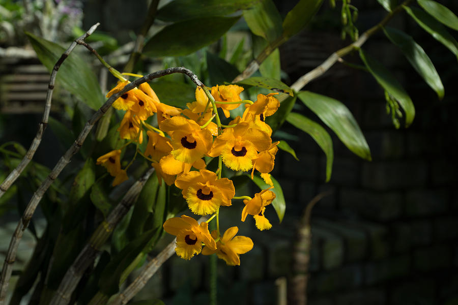 Exotic Orchids - Bright Yellow Smileys  Photograph by Georgia Mizuleva