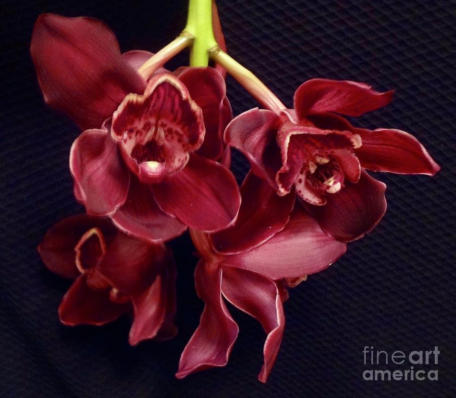 Exotic Orchids Painting by Jenny Lee