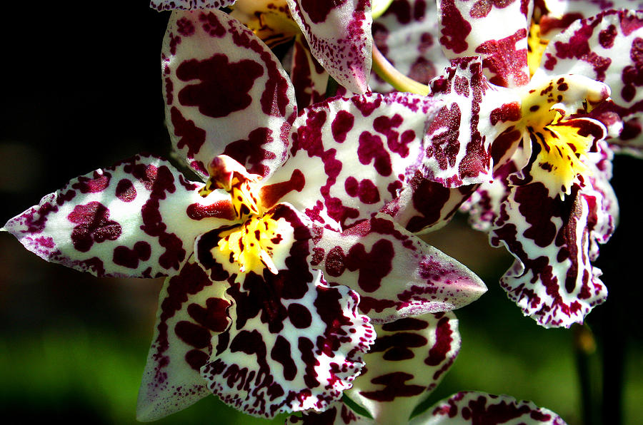 Orchid Photograph - Exotic Orchids of C Ribet by C Ribet