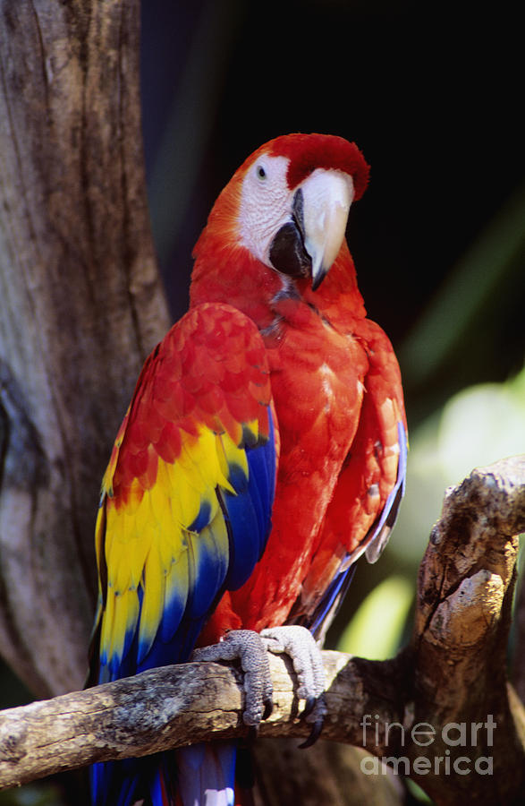 Exotic Parrot Photograph by Bill Schildge - Printscapes
