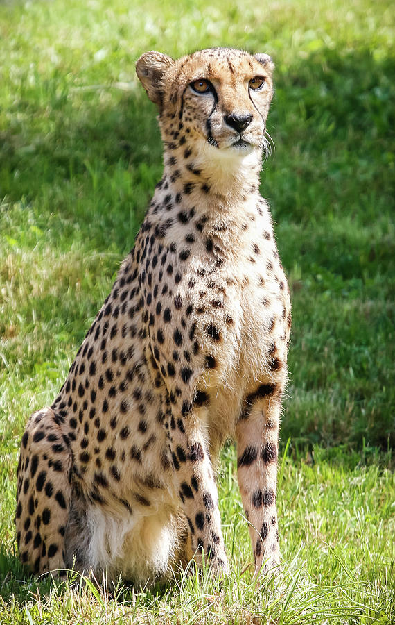 Exotic Pet The Cheetah Photograph by Athena Mckinzie
