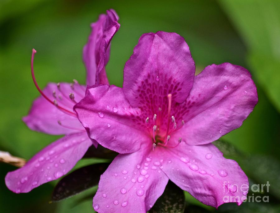 Hawaiian Exotic Pink Flowers Photograph by Debra Banks