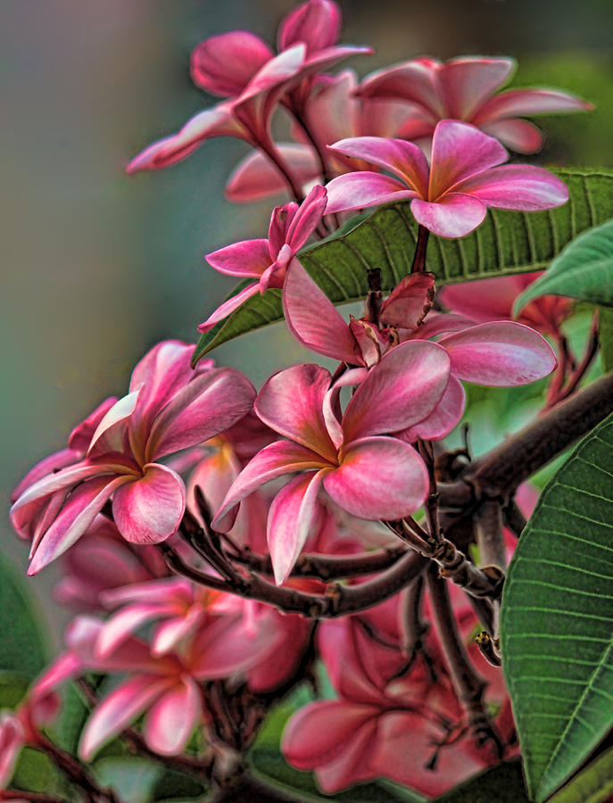 Exotic Pink Plumeria Photograph by HH Photography of Florida