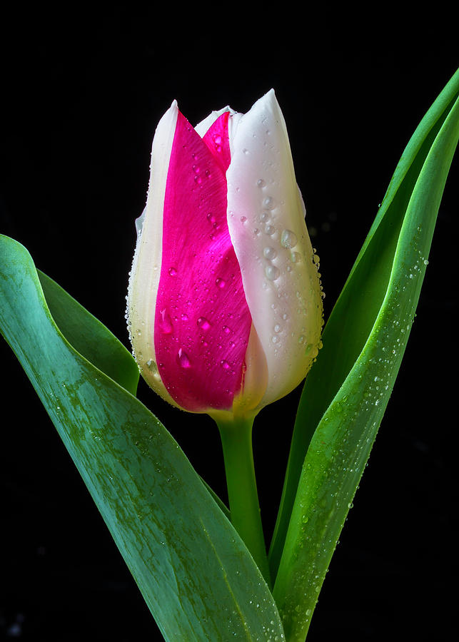 Exotic Pink White Tulip Photograph by Garry Gay