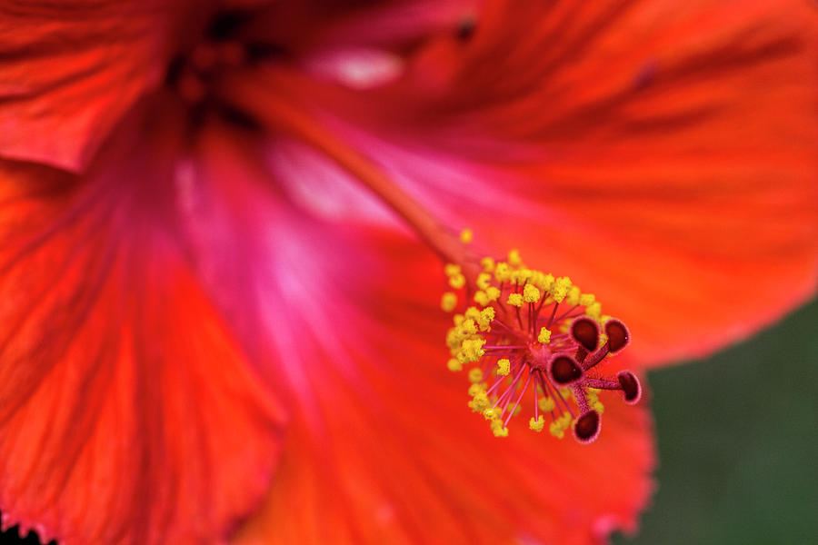 Exotic Red Hibiscus Blossom Photograph by Kathy Clark
